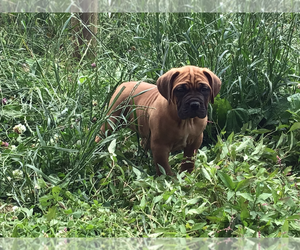 Dogue de Bordeaux Puppy for sale in KEMPTON, PA, USA