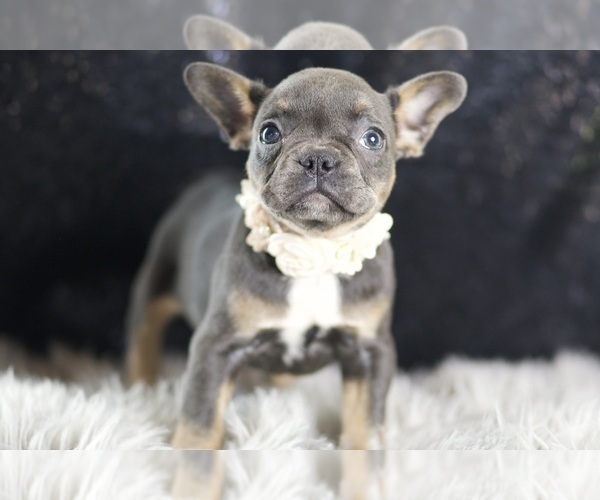 Medium Photo #3 French Bulldog Puppy For Sale in WARSAW, IN, USA
