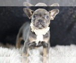 Small Photo #84 French Bulldog Puppy For Sale in WARSAW, IN, USA
