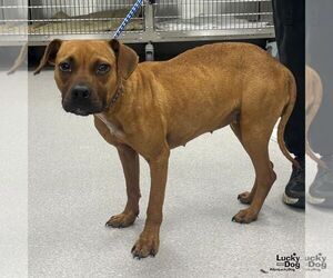 Boxer-Unknown Mix Dogs for adoption in Washington, DC, USA