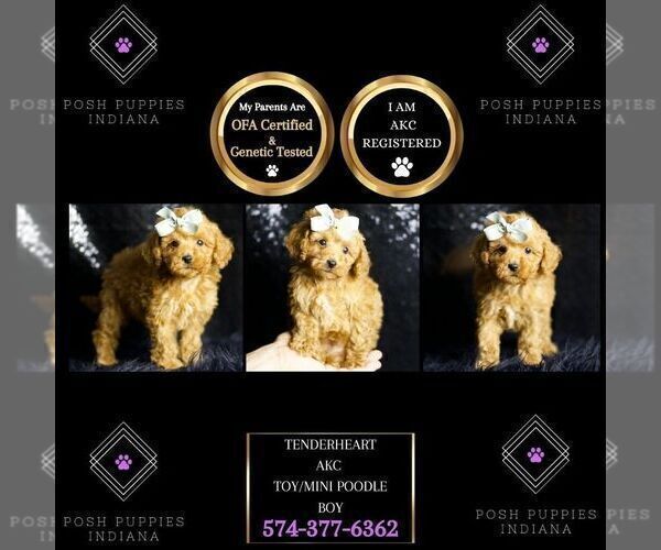 Medium Photo #7 Poodle (Miniature) Puppy For Sale in WARSAW, IN, USA