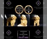 Small Photo #8 Poodle (Miniature) Puppy For Sale in WARSAW, IN, USA