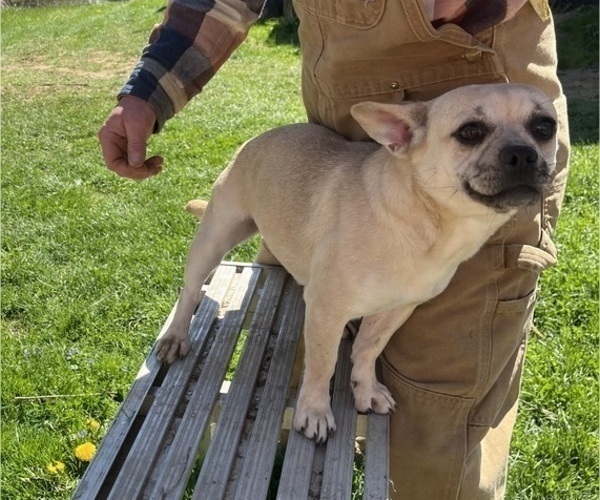 Medium Photo #47 French Bullhuahua Puppy For Sale in SPRAGGS, PA, USA