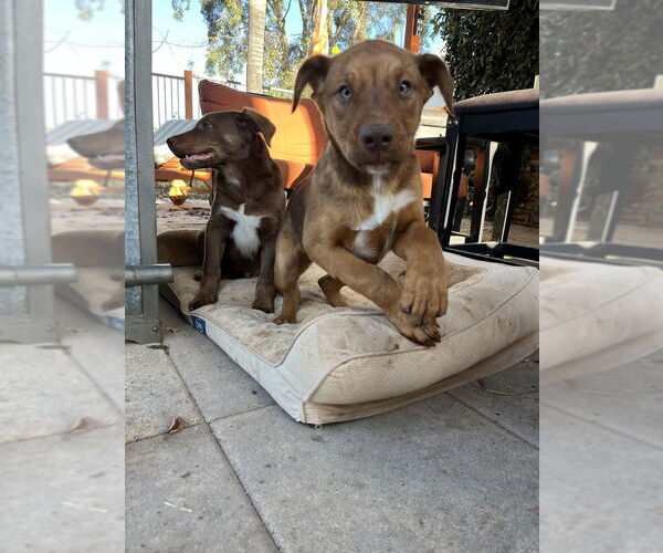 Medium Photo #1 Labrador Retriever-Unknown Mix Puppy For Sale in Dana Point, CA, USA