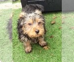 Puppy Dasher Yorkshire Terrier