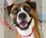 Small #11 Boxer Mix