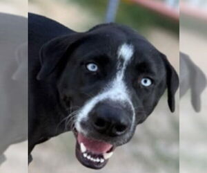 Medium Labrador Retriever Mix