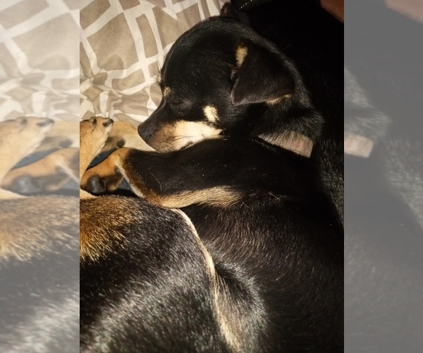 Medium Photo #1 Chihuahua Puppy For Sale in SHALLOTTE, NC, USA