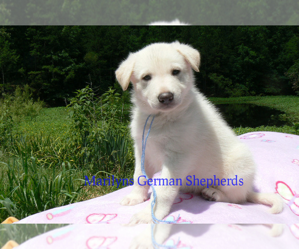 Medium Photo #4 German Shepherd Dog Puppy For Sale in PIEDMONT, MO, USA
