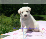 Small #3 German Shepherd Dog