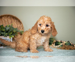Small Photo #16 Cavapoo Puppy For Sale in DUNDEE, OH, USA