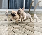 Small Photo #2 French Bulldog Puppy For Sale in LOX, FL, USA