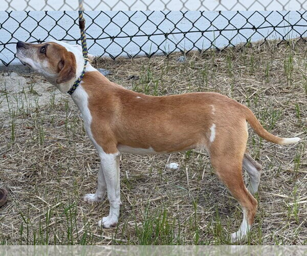 Medium Photo #3 Mutt Puppy For Sale in Tarboro, NC, USA