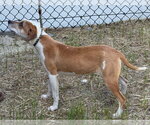 Small #2 Mutt