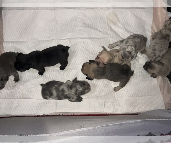 Medium Photo #7 French Bulldog Puppy For Sale in NEW BEDFORD, MA, USA