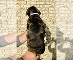 Small Photo #9 Bullmastiff-French Bulldog Mix Puppy For Sale in BELLVIEW, TX, USA