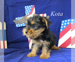 Small #8 Yorkshire Terrier