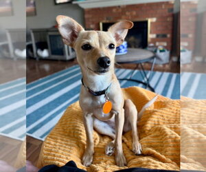 Chihuahua-Unknown Mix Dogs for adoption in Bellevue, WA, USA