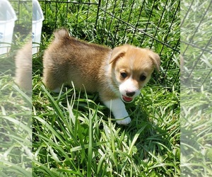Pembroke Welsh Corgi Puppy for sale in RICHLAND, MO, USA