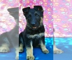 Small Photo #6 German Shepherd Dog Puppy For Sale in BRITTONS NECK, SC, USA