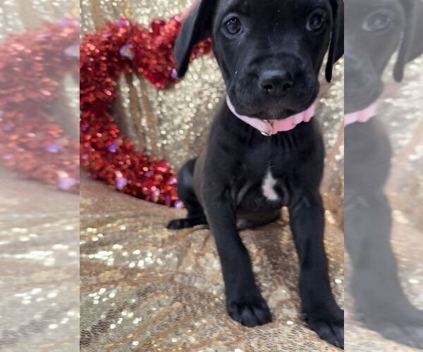 Medium Photo #1 Golden Retriever-Unknown Mix Puppy For Sale in Wenonah, NJ, USA