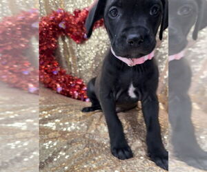 Golden Retriever-Unknown Mix Dogs for adoption in Wenonah, NJ, USA