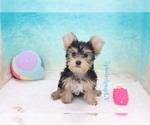 Small Photo #1 Morkie Puppy For Sale in LAS VEGAS, NV, USA