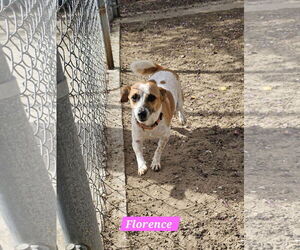Chihuahua-Unknown Mix Dogs for adoption in Metairie, LA, USA