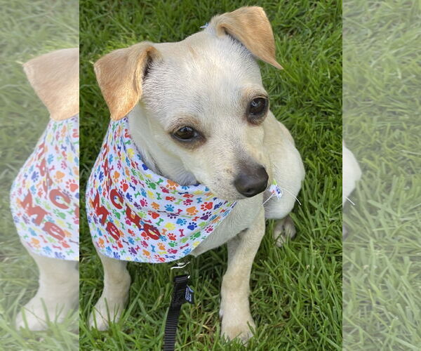 Medium Photo #2 Chihuahua-Unknown Mix Puppy For Sale in Milwaukie, OR, USA