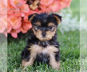 Yorkshire Terrier Puppy for sale in BIRD IN HAND, PA, USA