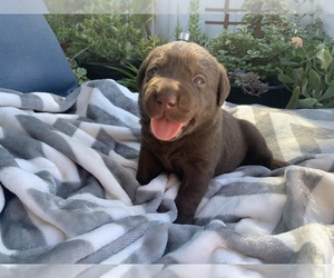 Labrador Retriever Puppy for sale in CERES, CA, USA