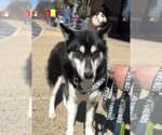 Small #4 Huskies  Mix