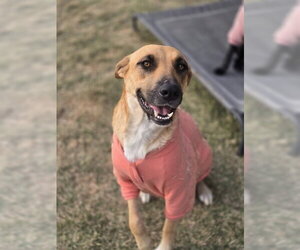Breezy - Female Black Mouth Cur-Unknown Mix Dog for Adoption - Photo #6