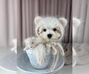 Maltese Puppy for sale in MIAMI, FL, USA