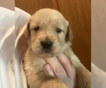 Small Photo #2 Golden Retriever Puppy For Sale in ORLANDO, FL, USA