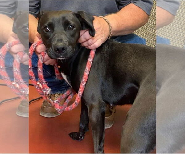 Medium Photo #1 Labrador Retriever-Unknown Mix Puppy For Sale in Westminster, MD, USA