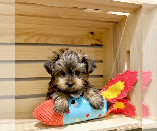 Medium Photo #12 Morkie Puppy For Sale in CASSVILLE, MO, USA