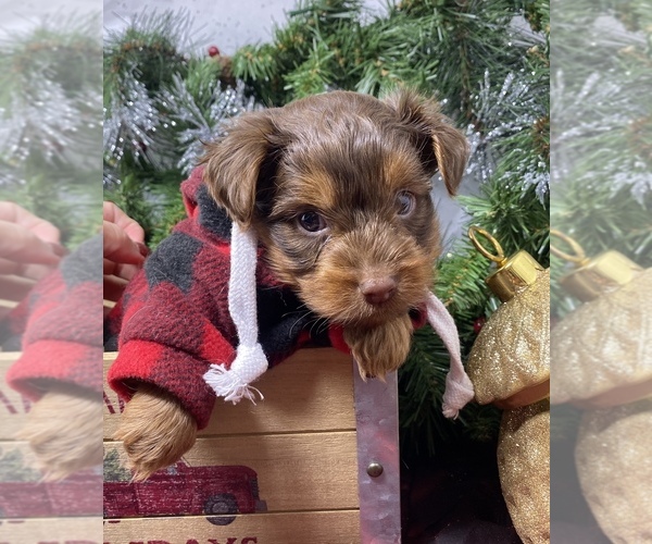 Medium Photo #30 Shorkie Tzu-Yorkshire Terrier Mix Puppy For Sale in SELLERSBURG, IN, USA