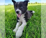 Small #10 Border Collie