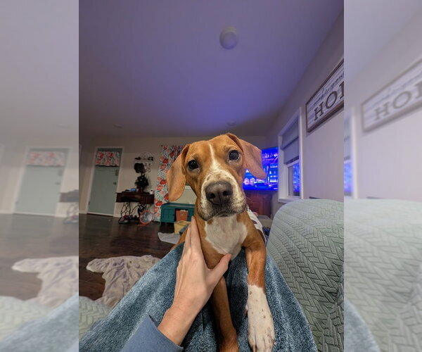 Medium Photo #7 Beagle-Unknown Mix Puppy For Sale in Shermans Dale, PA, USA