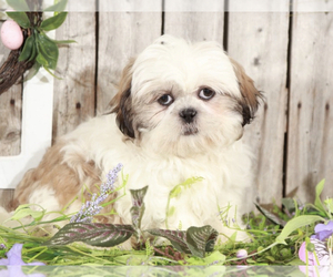Shih Tzu Puppy for sale in MOUNT VERNON, OH, USA