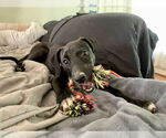 Small #13 Mutt