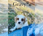 Small Photo #12 Cavapoo Puppy For Sale in MURFREESBORO, TN, USA