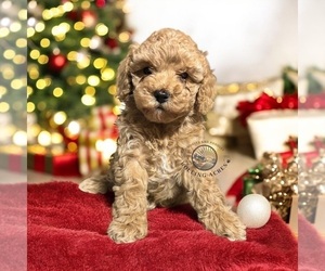 Poodle (Miniature) Puppy for sale in MARYVILLE, MO, USA