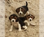 Small Photo #3 Beagle Puppy For Sale in HURRICANE MILLS, TN, USA