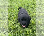 Small Labrador Retriever