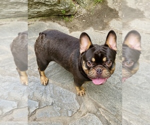 French Bulldog Puppy for sale in ATLANTA, GA, USA