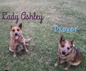 Mother of the Australian Cattle Dog puppies born on 11/28/2019