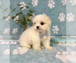 Small #6 Mal-Shi