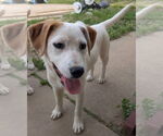 Small #1 Labrador Retriever Mix